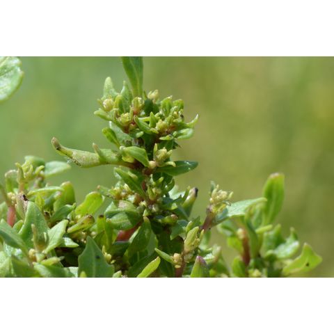 Chenopodium glaucum