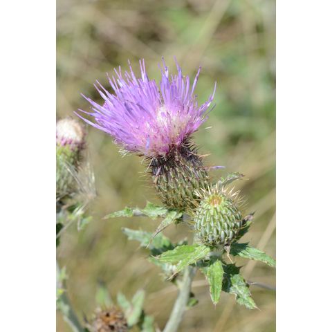 Cirsium flodmanii