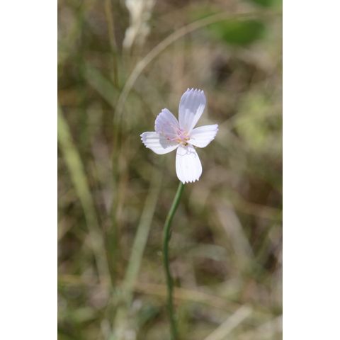 Lygodesmia juncea