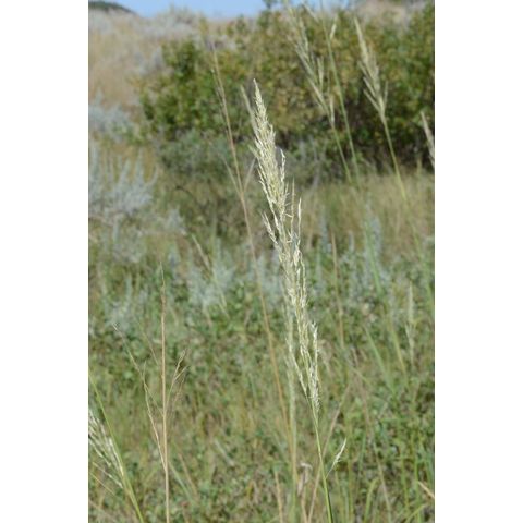 Calamovilfa longifolia