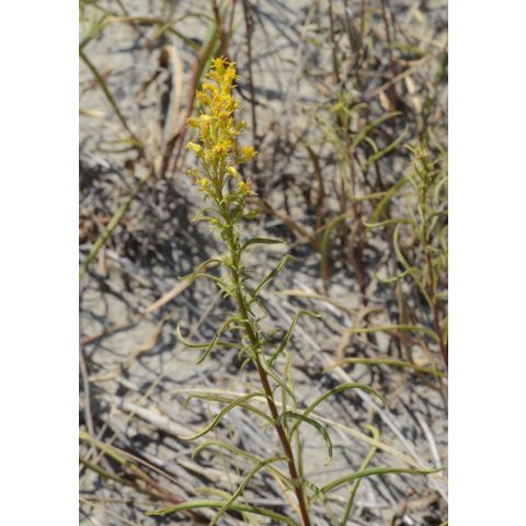 Solidago missouriensis