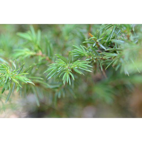 Juniperus communis