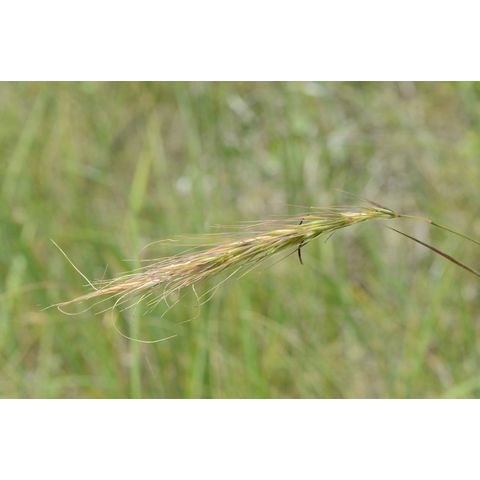 Elymus canadensis