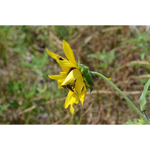 Helianthus petiolaris