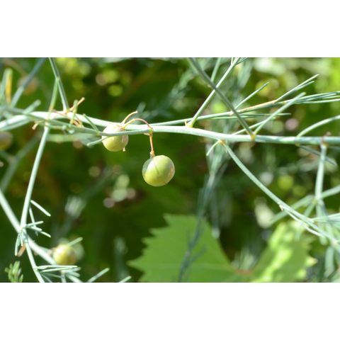 Asparagus officinalis