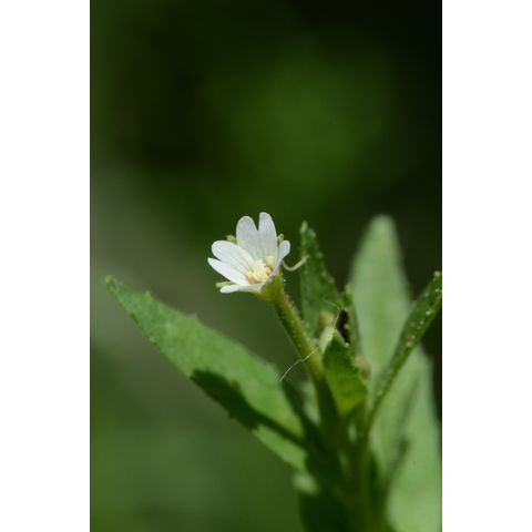 Epilobium ciliatum