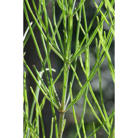 Equisetum arvense