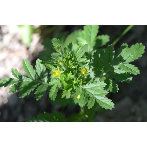 Potentilla paradoxa
