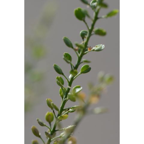 Lepidium densiflorum