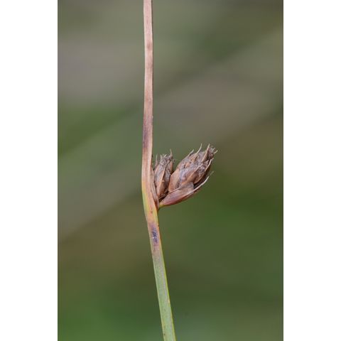 Schoenoplectus pungens