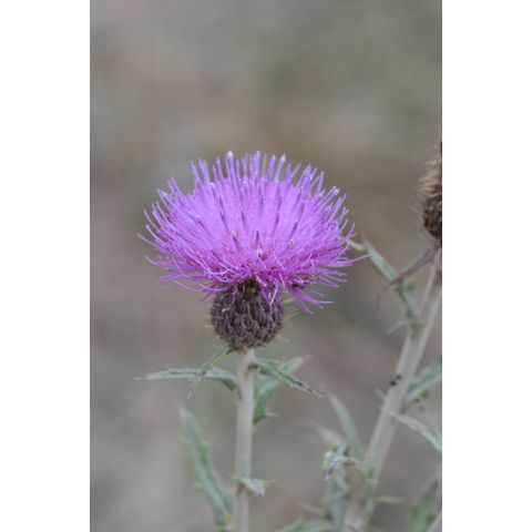Cirsium flodmanii