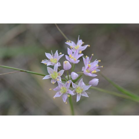 Allium stellatum