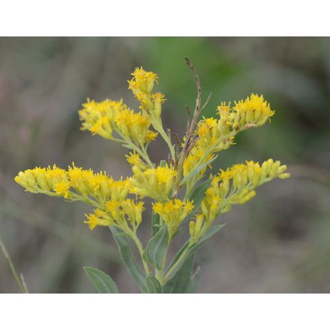 Solidago canadensis