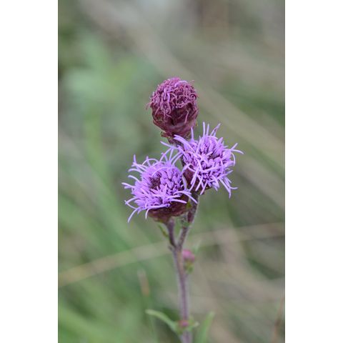 Liatris aspera