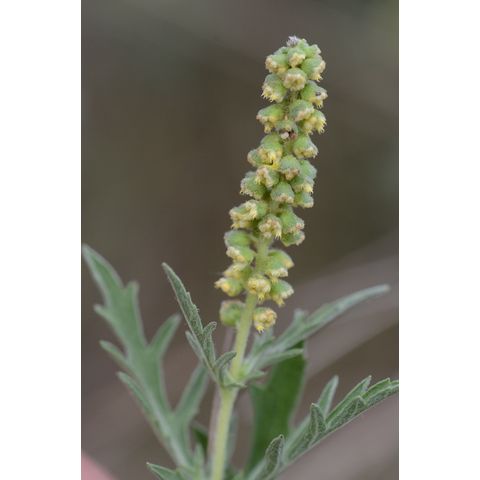 Ambrosia psilostachya