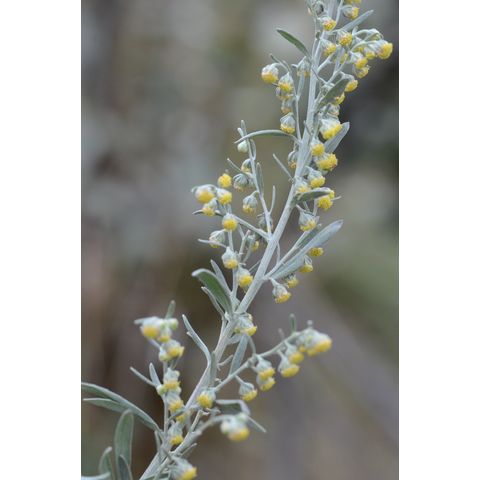 Artemisia absinthium