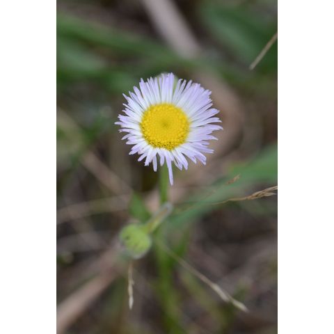 Erigeron glabellus