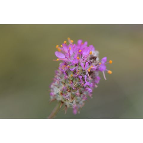 Dalea purpurea