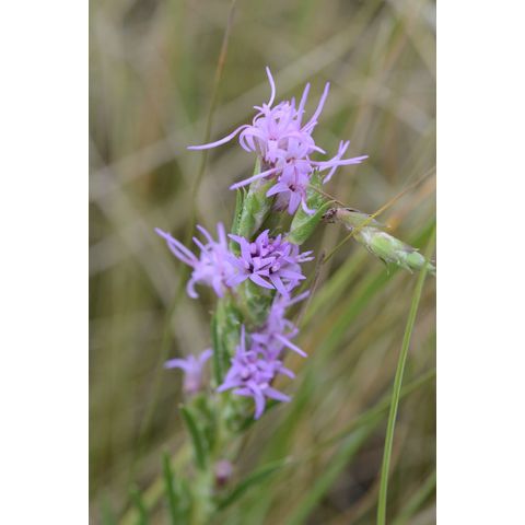 Liatris pycnostachya