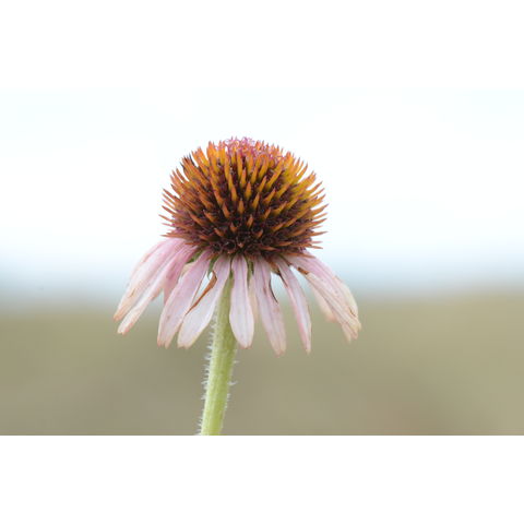Echinacea angustifolia