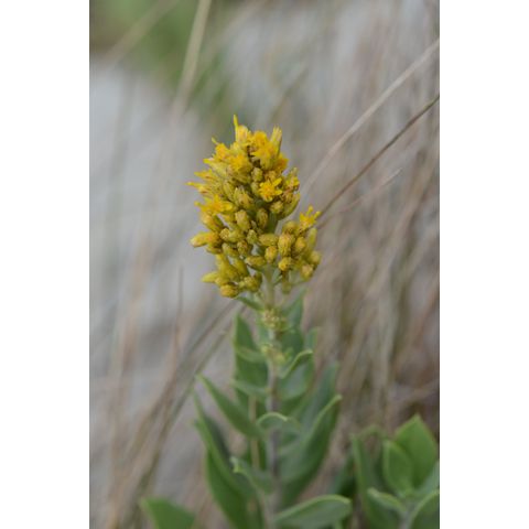 Solidago mollis