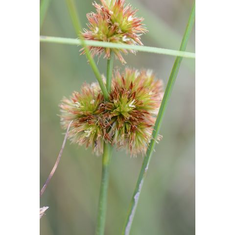 Juncus torreyi