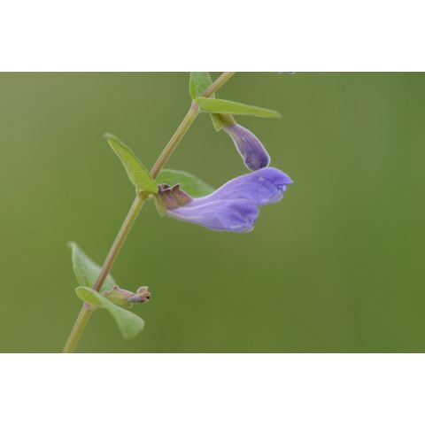 Scutellaria galericulata