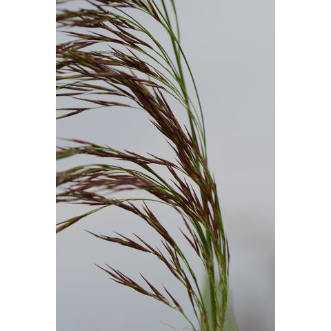 Phragmites australis