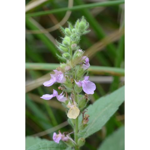 Stachys palustris