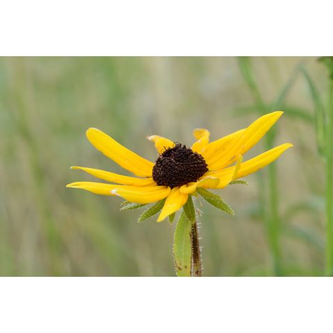 Rudbeckia hirta