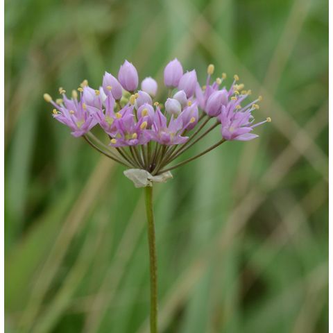 Allium stellatum