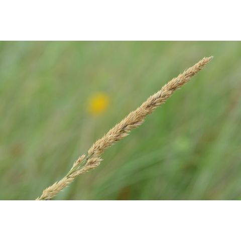 Calamagrostis stricta
