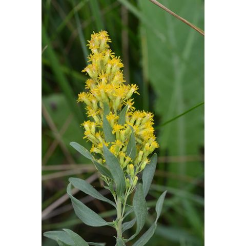 Solidago canadensis