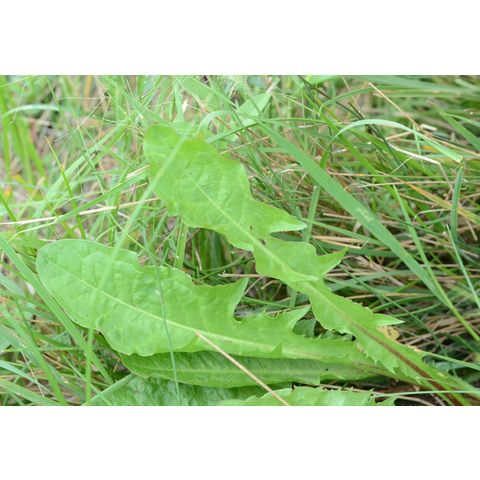 Taraxacum officinale