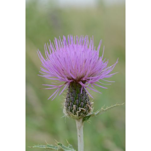 Cirsium flodmanii