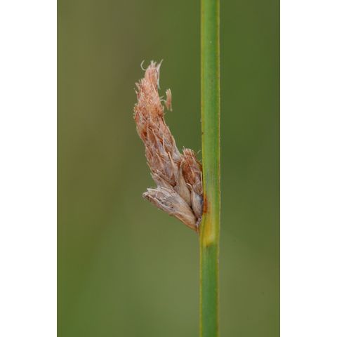 Schoenoplectus pungens