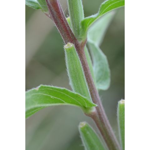 Oenothera villosa