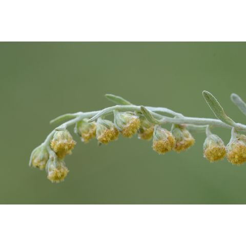 Artemisia absinthium