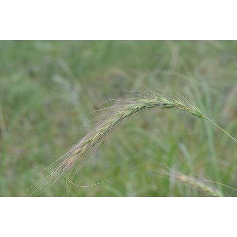 Elymus canadensis