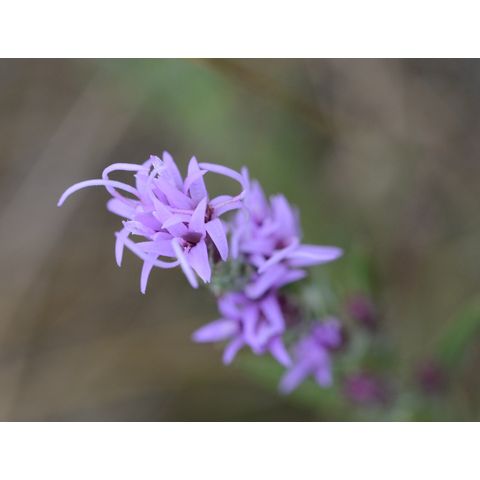 Liatris punctata