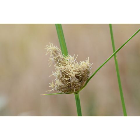 Schoenoplectus fluviatilis