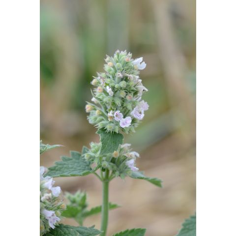 Nepeta cataria