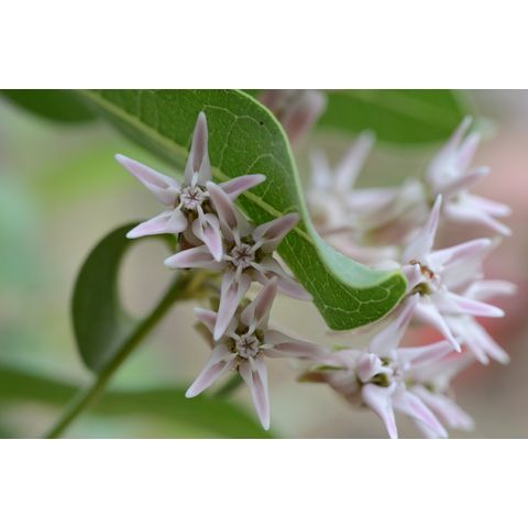 Asclepias speciosa