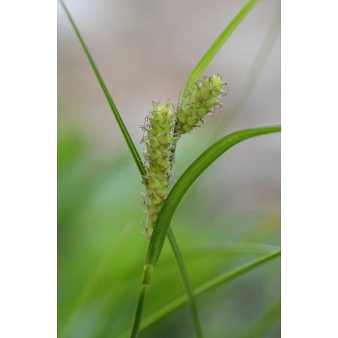 Carex pellita