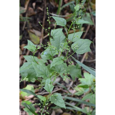 Chenopodium simplex