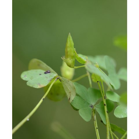 Oxalis stricta