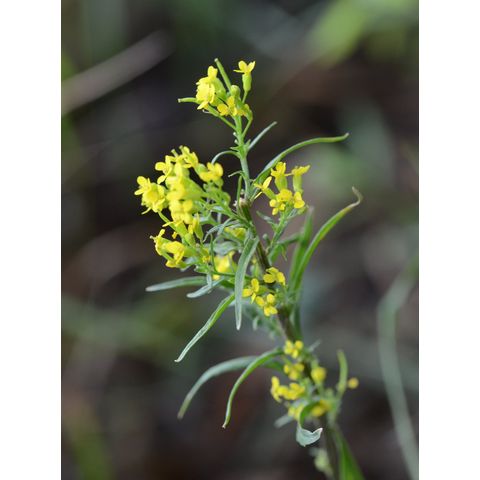 Erysimum cheiranthoides