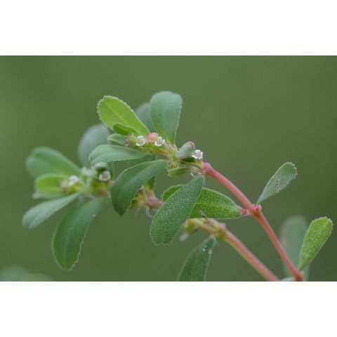 Chamaesyce serpyllifolia