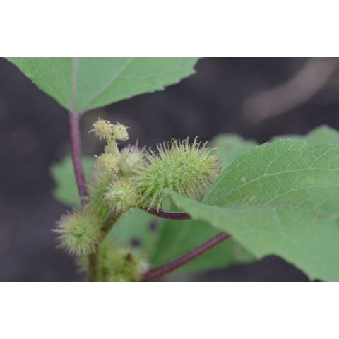 Xanthium strumarium