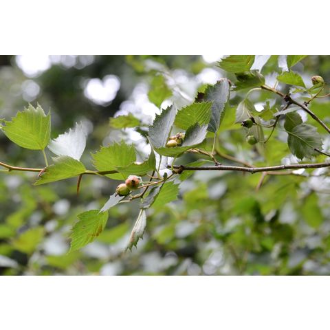 Crataegus chrysocarpa